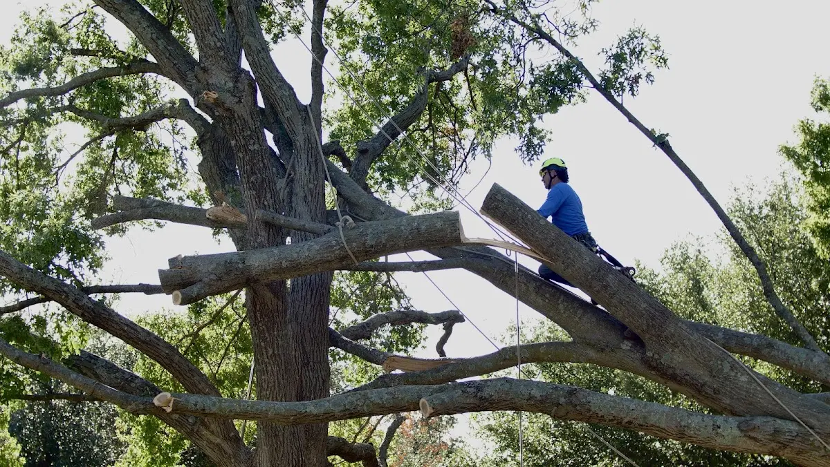 Professional Crown Thinning performed by certified arborists in Crowder