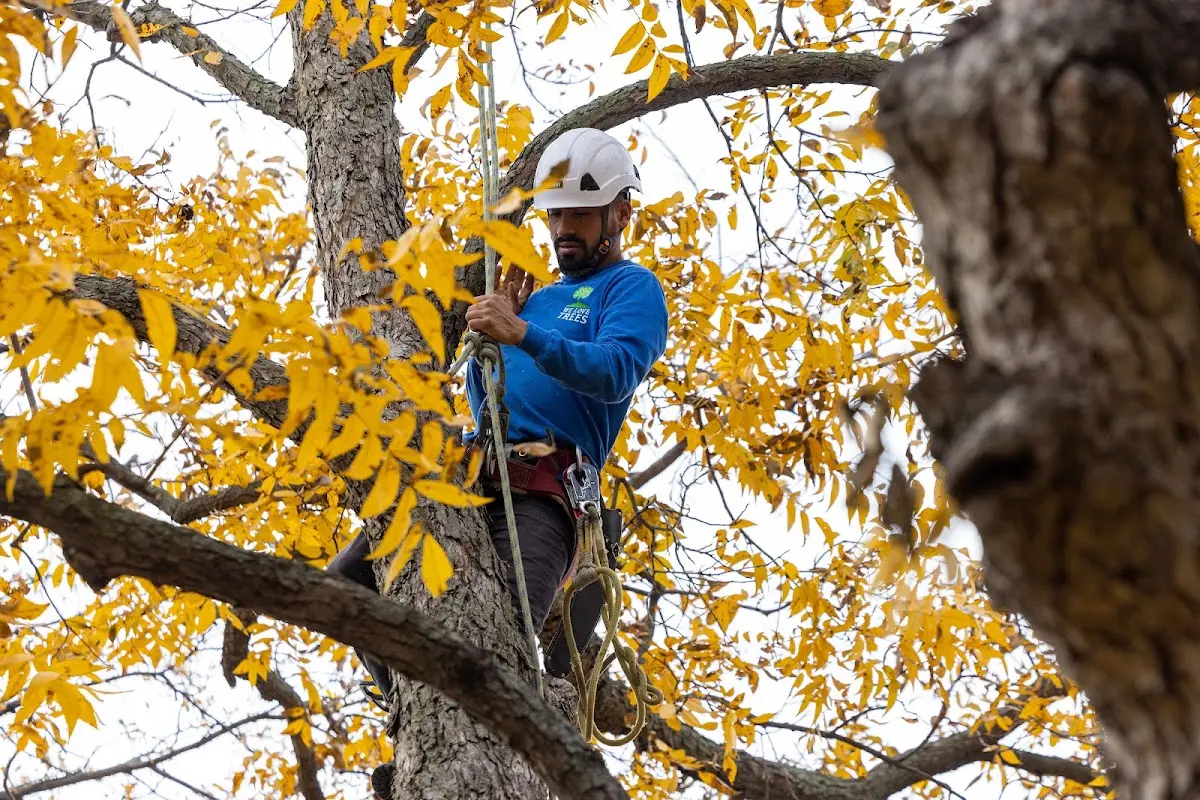 Skilled Tree Pruning crew working in Crowder